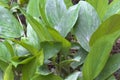 Green leaf Boesenbergia rotunda L., ZINGIBERACEAE, Fingerroot, Galingale