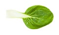 Green leaf of bok choy pak choi Chinese cabbage