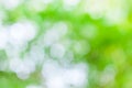 Green leaf boken blur Royalty Free Stock Photo