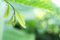 Green leaf with bokhe lights on nature backgrounds