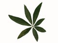 Green leaf of bombac, malabar chestnut Royalty Free Stock Photo