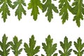 Green leaf border over white. closeup