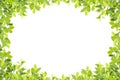 Green leaf border on white background. Royalty Free Stock Photo