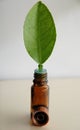 Green leaf and bottle of oil