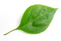 Green leaf of bougainvillea spectabilis wind Royalty Free Stock Photo