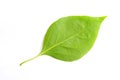 Green leaf of bougainvillea spectabilis wind Royalty Free Stock Photo
