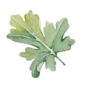 Green leaf for a bouquet of flowers close up. Hand watercolor illustration isolated on white background. Design for wedding