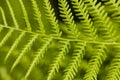 Green Leaf of Bracken (Pteridium)