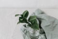 Green leaf branch in glass bottle, still life Royalty Free Stock Photo