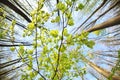 Green leaf branch over blue sky Royalty Free Stock Photo