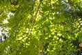 Green leaf and branch on the tree in the garden.A branch in a park.Refreshing and beautiful nature Royalty Free Stock Photo