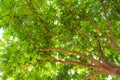 Green leaf and branch on the tree in the garden.A branch in a park.Refreshing and beautiful nature Royalty Free Stock Photo