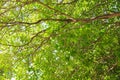 Green leaf and branch on the tree in the garden.A branch in a park.Refreshing and beautiful nature Royalty Free Stock Photo