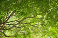 Green leaf and branch on the tree in the garden.A branch in a park.Refreshing and beautiful nature Royalty Free Stock Photo