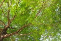 Green leaf and branch on the tree in the garden.A branch in a park.Refreshing and beautiful nature Royalty Free Stock Photo