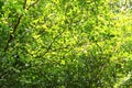 Green leaf and branch on the tree in the garden.A branch in a park.Refreshing and beautiful nature Royalty Free Stock Photo