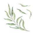 Green leaf branches collection. Greenery foliage, Eucalyptus, olive Botanical design element. Hand drawn watercolor