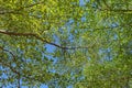 Green leaf branchs of big tree in nature Royalty Free Stock Photo