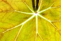 Green leaf bright veins texture