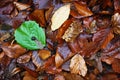 Green leaf between brown foliages Royalty Free Stock Photo