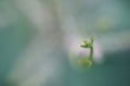 Green leaf bud, Newbie in nature as green background