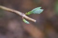 Green leaf buds on woody hydrangea stem facing right