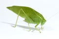 Green Leaf Bug Royalty Free Stock Photo