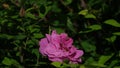 Pink rose with yellow pistils very close up open Royalty Free Stock Photo