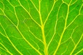 Green leaf cabbage background texture Royalty Free Stock Photo