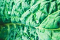 Green leaf of cabbage with drops of water. Close-up. Healthy food Royalty Free Stock Photo