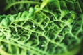 Green leaf of cabbage with drops of water. Close-up. Healthy food Royalty Free Stock Photo