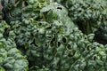 Cabbage leaf affected by pests in the garden Royalty Free Stock Photo