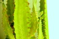 Lots of green old cactus leaves with spikes, selective focus Royalty Free Stock Photo