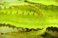 Green leaf of a cactus with spikes on a bright sunny day, close-up Royalty Free Stock Photo