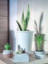 Green leaf, cactus and succulent plants in pots in the room Royalty Free Stock Photo