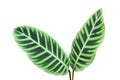 Green Leaf of Calathea zebrina, Zebra Plant Isolated on White Background with Clipping Path Royalty Free Stock Photo