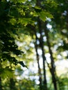 Green leaf canopy with blurry background