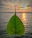 A green leaf captured by Realme X7 max