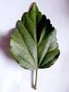 Green leaf of cayenne