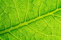 Leaf cell structure