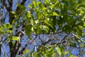 green leaf on the cendana ( santalum album ) defocused baground again