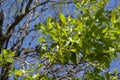 Green leaf on the cendana ( santalum album ) morning defocused baground Royalty Free Stock Photo