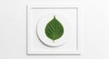 The simple composition emphasizes the natural beauty of the leaf Royalty Free Stock Photo