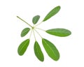 Green leaf Cerbera odollam Gaertn isolated on white