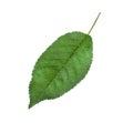 Green leaf of cherry tree isolated Royalty Free Stock Photo