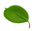 Green leaf of cherry tree isolated Royalty Free Stock Photo