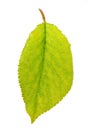 Green leaf of cherry tree isolated Royalty Free Stock Photo