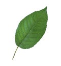 Green leaf of cherry tree isolated Royalty Free Stock Photo