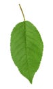 Green leaf of cherry tree isolated Royalty Free Stock Photo