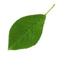 Green leaf of cherry tree isolated Royalty Free Stock Photo